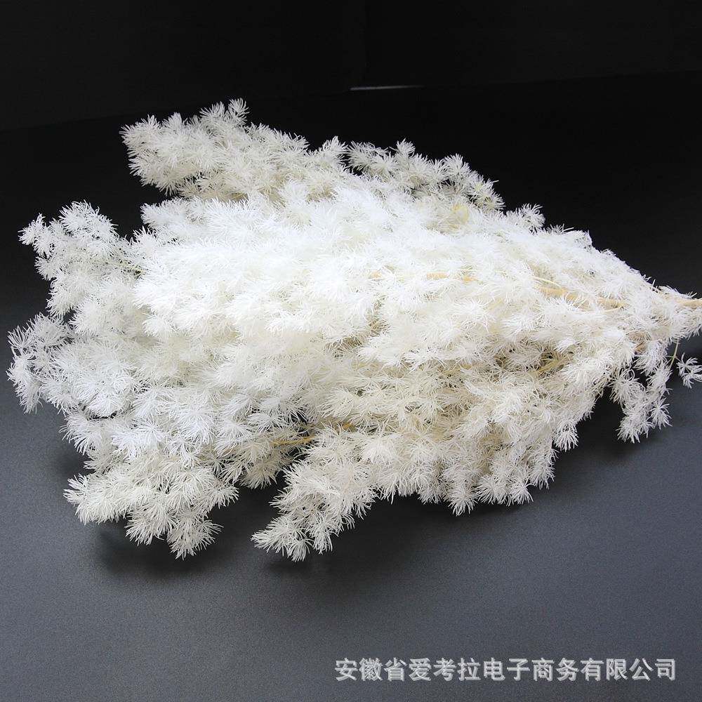 新款直销永生蓬莱松 永生花花材 礼盒制作材料 节日礼物干花植物