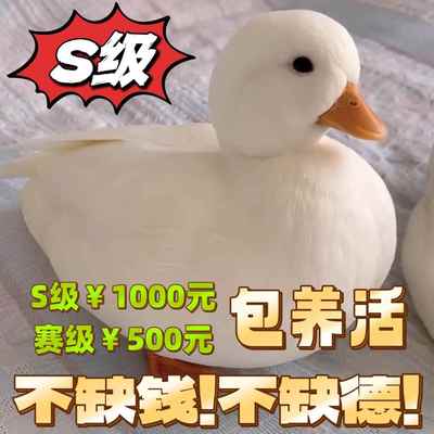 小鸭子活宠物鸭白纯种网红青年成年可下蛋繁殖赛级级