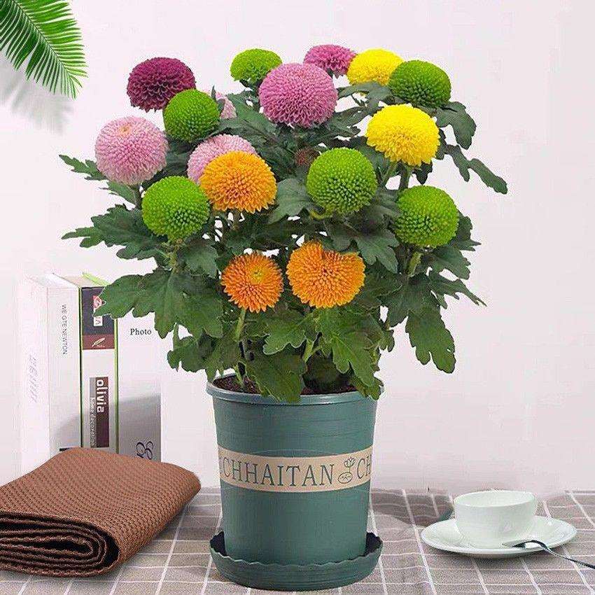 四季开花七彩色乒乓菊云南鲜花盆栽带花苞阳台客厅花卉好养易活厂