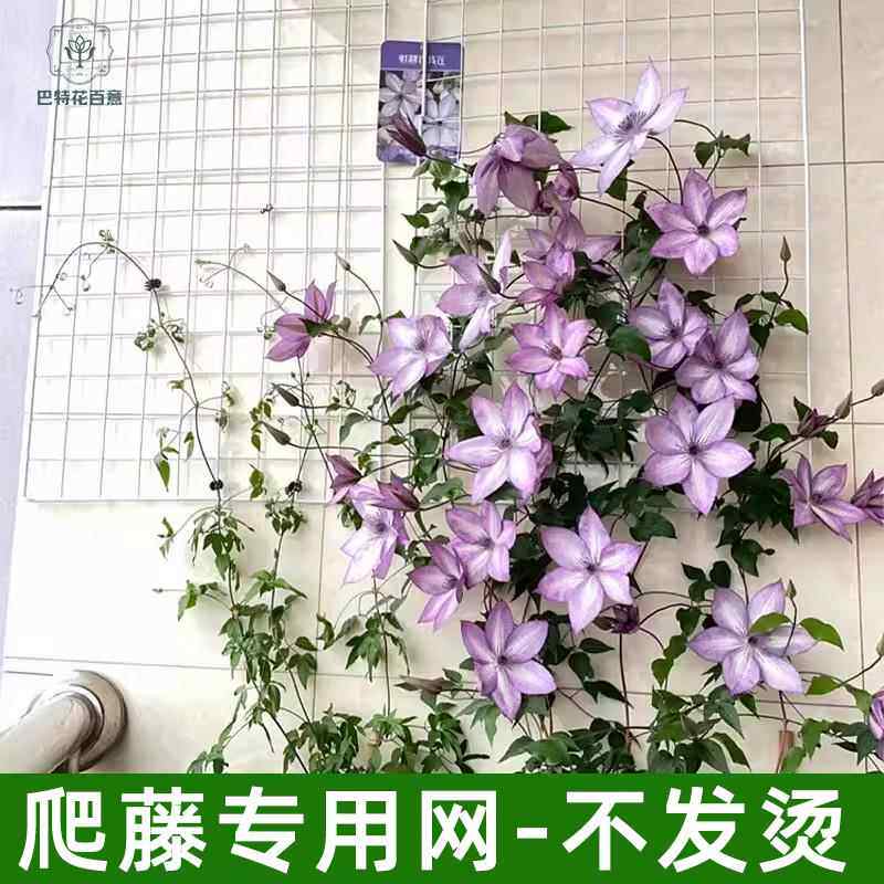 蔷薇月季爬藤网格铁艺花架植物花风车茉莉铁线莲牵牛花园艺铁丝网
