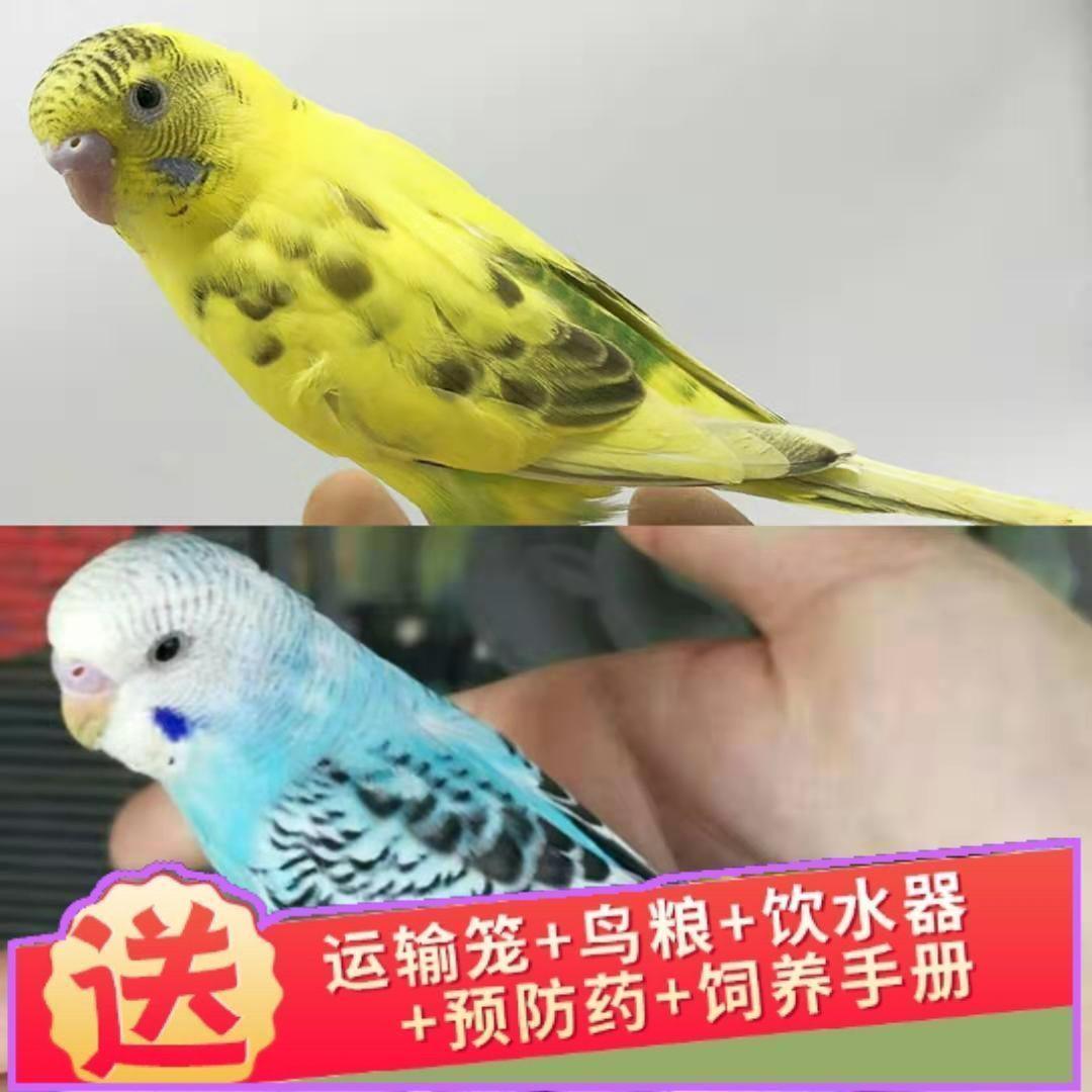 鹦鹉活鸟宠物鸟鹦鹉虎皮鹦鹉云斑鹦鹉手养小鸟会说话玄凤鹦鹉幼鸟