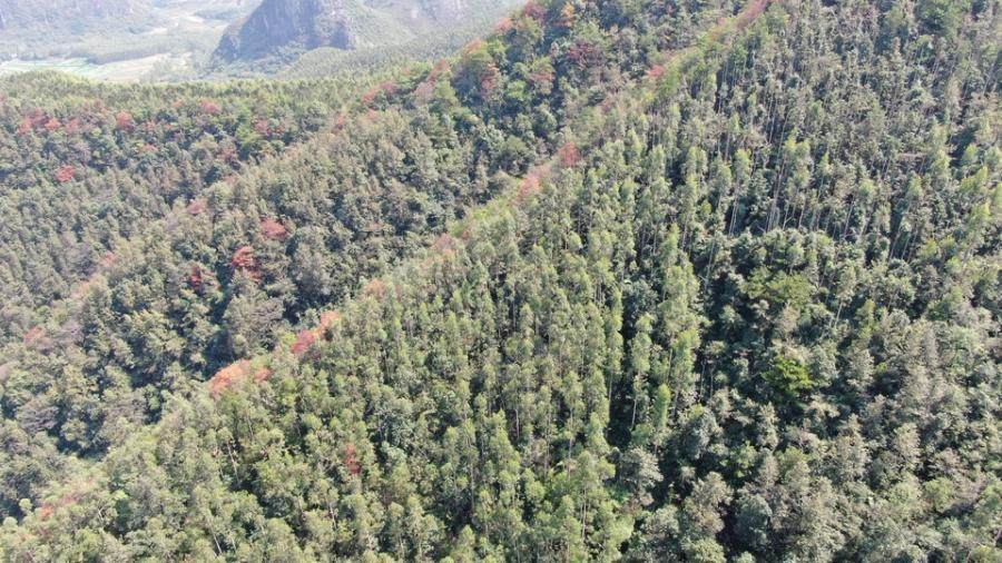 （破）广西天利恒种业有限公司管理人关于广西天利恒种业有限公司位于钟山县钟山镇的714亩林木所有权拍卖