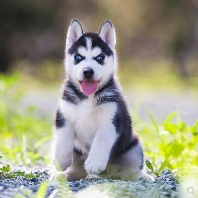 纯种哈士奇犬幼犬金毛拉布拉多博美萨摩耶哈士奇边牧幼犬宠物狗狗