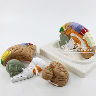 青华4D拼装大脑解剖模型人体大脑解剖脑血管动脉神经医学科教模型
