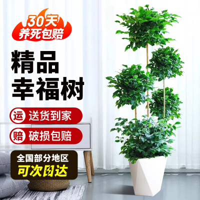 幸福树客厅盆栽大绿植室内乔迁新居除甲醛摆件高端大气上档次植物