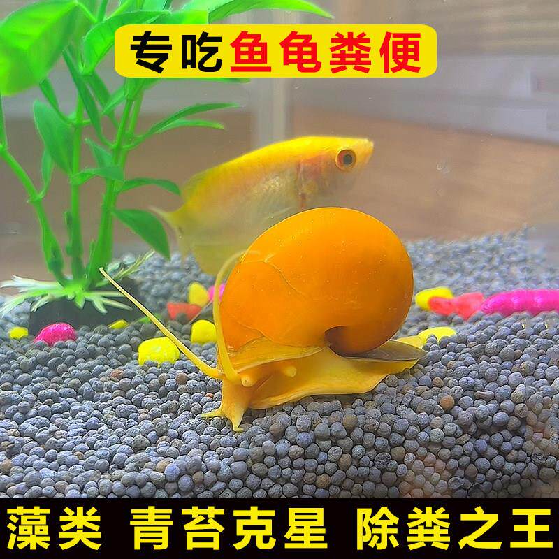 吃鱼屎粪便观赏热带斗孔雀虾苗淡小精灵鱼冷水族宠物清道夫清洁缸