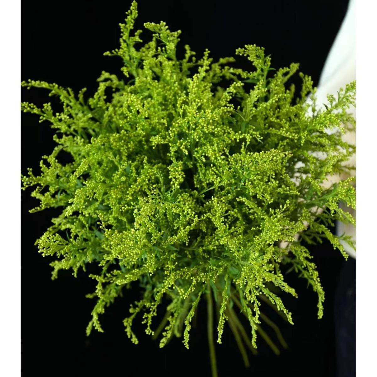 云南称斤鲜花黄莺草百搭玫瑰花束配花配草基地直发新鲜现采花