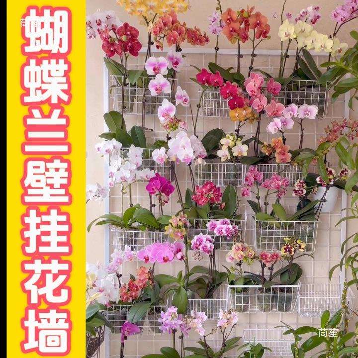 2025新款蝴蝶兰壁挂花架边宽加粗结实耐用铁艺网格墙上展示网格架