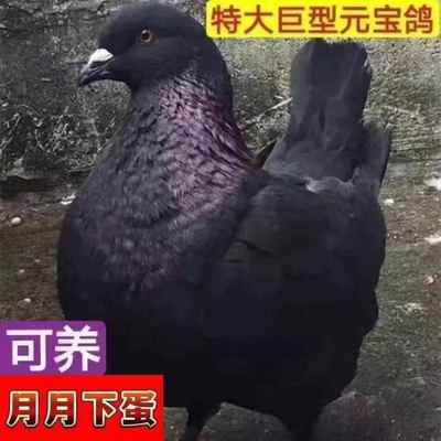 纯种观赏元宝大体鸽子特大活物一对种鸽活体元宝鸽子肉鸽可养