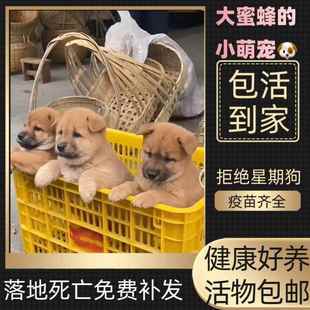 中华田园犬普通小狗养殖土狗农村便宜黄狗本地土狗领养看家护院狗