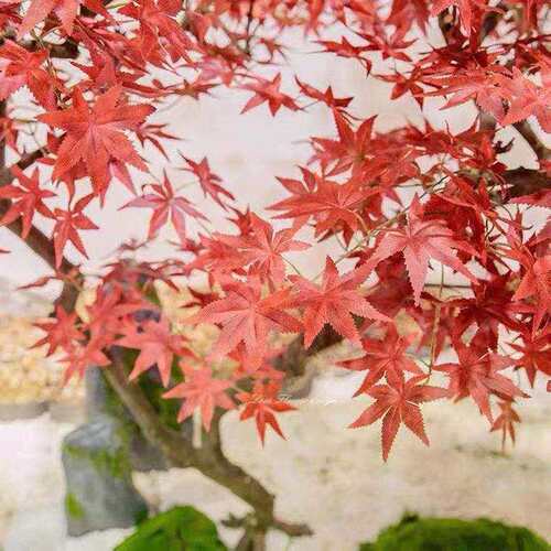 仿真树红枫树日式造鸡爪槭山水枯绿植景观室wxl-36内橱盆景假树窗