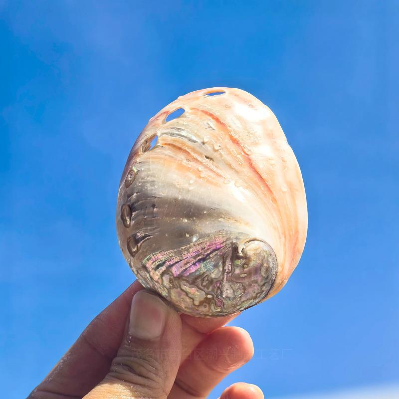 红花鱼鲍摄壳鱼缸造景装饰品创意家居收藏摆件拍天道具然海螺贝壳