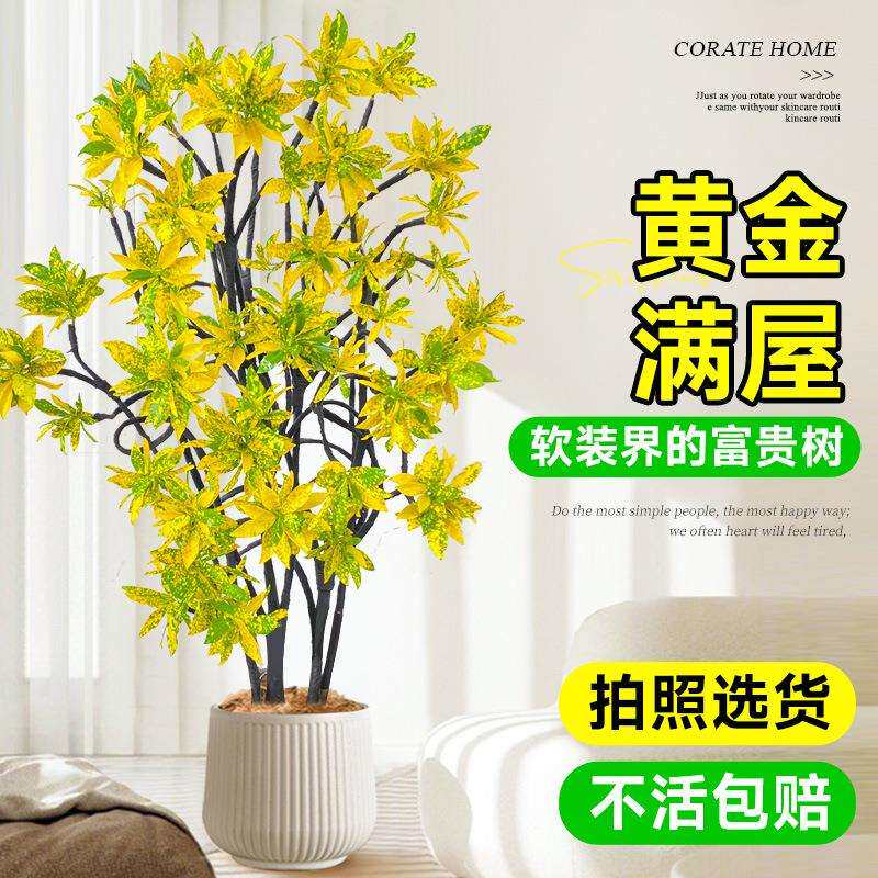洒金榕盆栽绿植室内大型植物旺宅树客厅落地大号真花黄金万两禄植