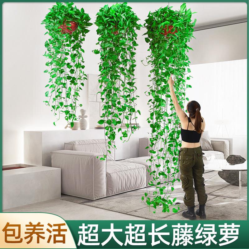 长藤垂吊绿萝盆栽室内净化空气植物墙好养大绿箩吊兰超长藤2米3米