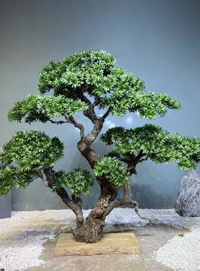 仿真迎客松树皮松树仿真罗汉松新中式假树装饰枯山水造景景观摆件
