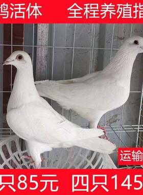 信鸽活体红二线鸽青年鸽活体鸽子银王鸽幼鸽苗原配种鸽赛鸽子活物