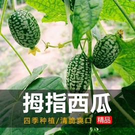 四季种植拇指小西瓜种子可食用观赏型迷你拇指西瓜种阳台种植高产