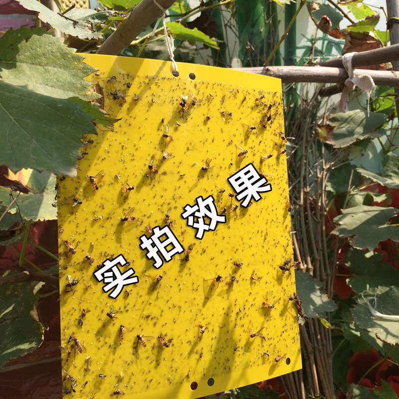黄色粘虫板双面诱虫板强力粘板蓝板蓟马果园大棚防虫板黏虫板包邮