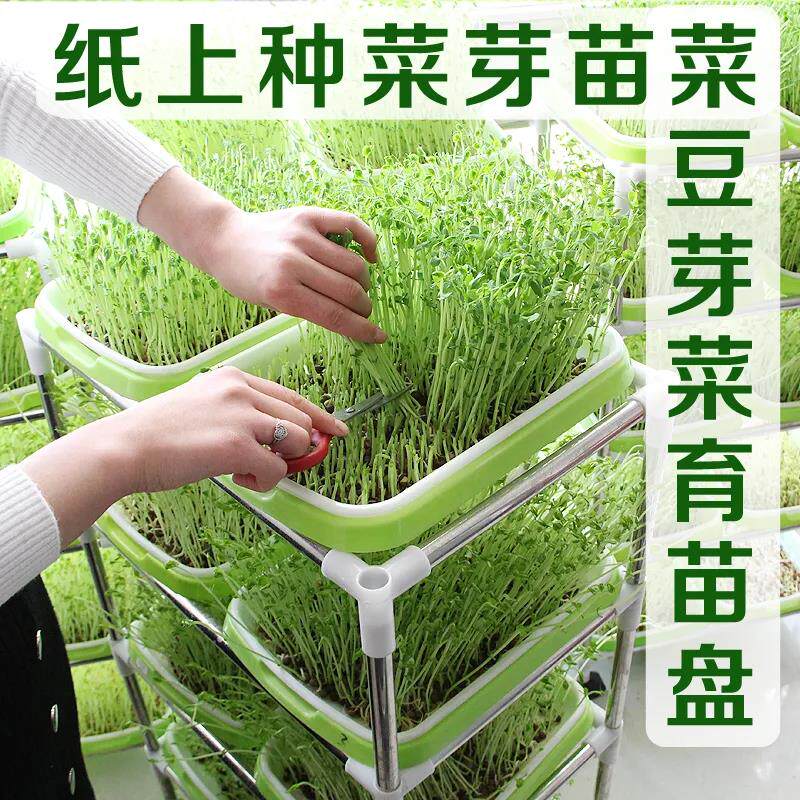 豆芽发芽盆发豆芽神器避光育苗盘蒜苗豌豆苗种植盘种菜盆水培带盖