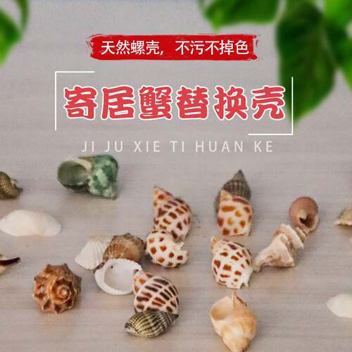 混装天然贝壳海螺海星鱼缸造景卷贝鱼水族箱寄居蟹装饰品手工套餐