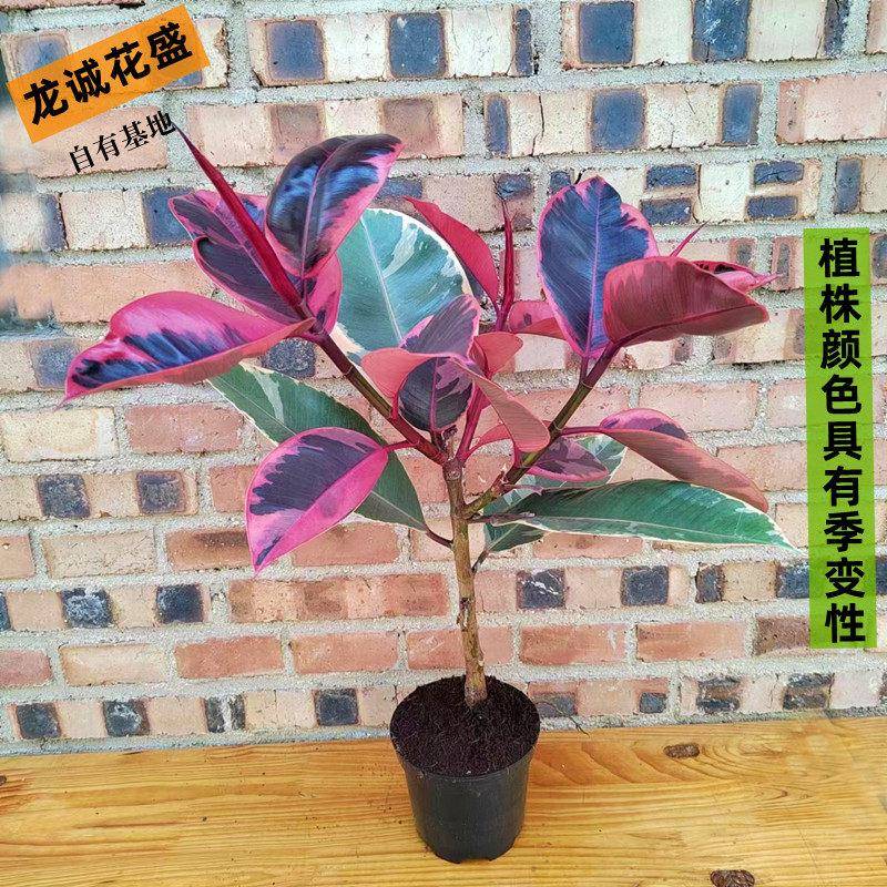花叶橡皮树绿金刚坦尼克盆办公室阳台栽绿植好养花卉室内净化空气