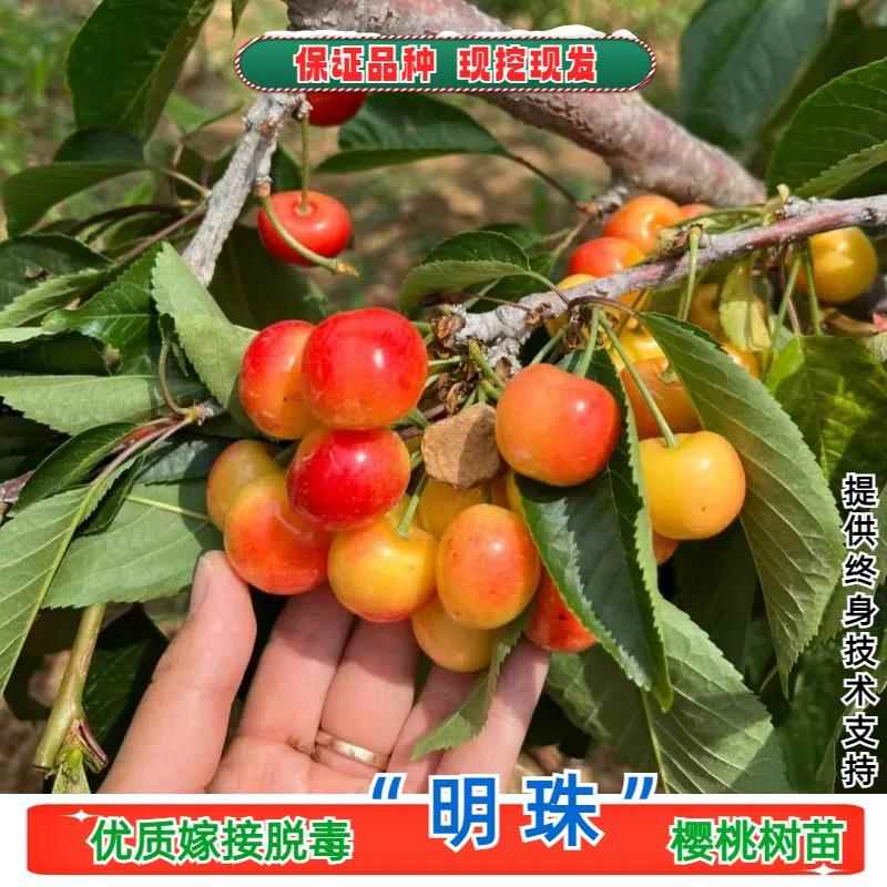 明珠大樱桃树苗嫁接黄色樱桃树果苗南北方庭院盆地栽种植当年结果