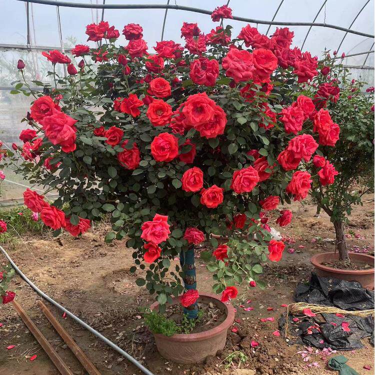 棒棒糖树桩月季果汁阳台月季花苗中型花卉阳台，庭院花卉盆栽