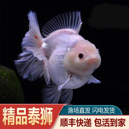精品泰狮金鱼百褶玛丽三色小泰狮鱼元宝金鱼苗短尾f1将军鎏金饲料