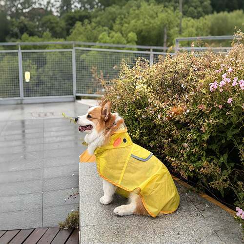 狗狗雨衣防水防脏中型犬柯基专用斗篷可牵引衣服外出宠物遛狗雨披