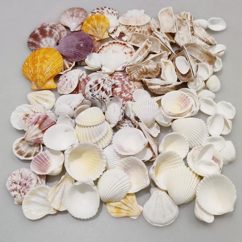 称斤天然大海螺贝壳混合装彩色扇贝鱼缸水族创意儿童手工diy装饰