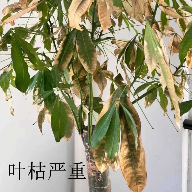 辫子发财树叶子发黄干枯掉叶独杆发财树焦尖黄斑黄叶落叶烂根发软
