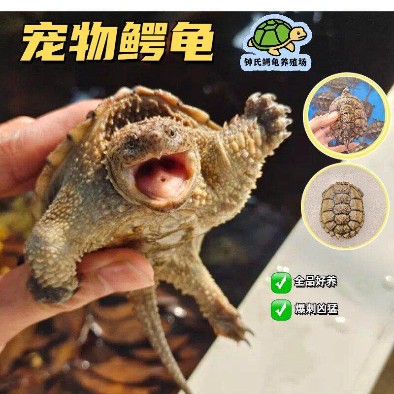 【顺丰】精品爬宠北美杂佛观赏小龟 宿舍宠物龟寝室爬宠鳄鱼乌龟
