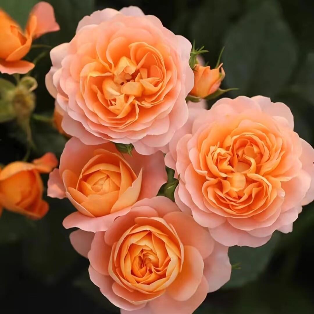 【藤本果汁阳台】月季花苗庭院盆栽地栽花卉植物