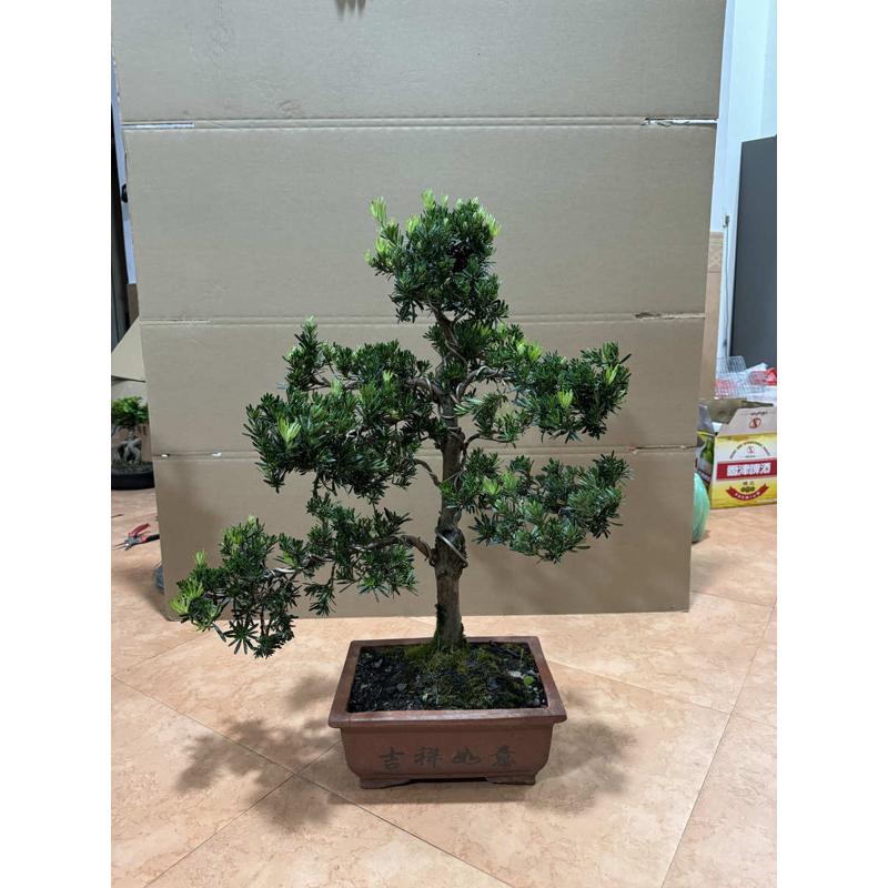 植绿盆栽罗汉松造型室外一物迎客拍四季常青树桩阳台植物盆景一