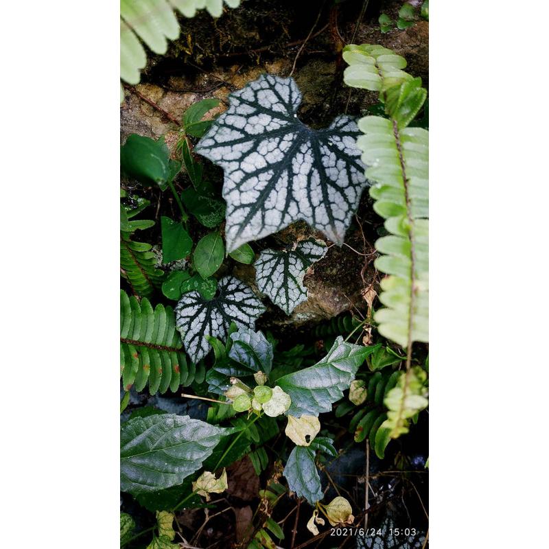 广西原生 稀有藤蔓 斑叶 绿植盆栽 水陆缸生态缸热带雨林造景植物