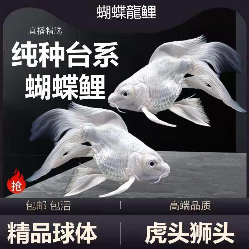 台湾蝴蝶鲤观赏鱼锦鲤鱼大鱼鳃大尾巴蝴蝶鲤冷水鱼龙蝶鲤纯种耐养