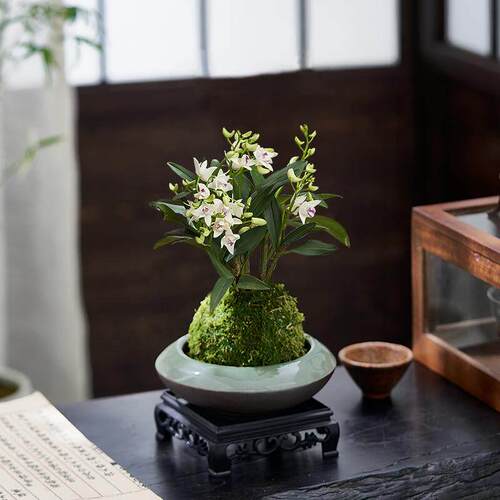 石斛兰盆栽带花香水石斛水培植物室内办公室茶室客厅绿植盆景花卉
