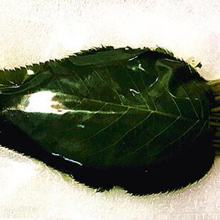 绿色樱叶烘焙和菓子日式饭团装饰观赏50张包树叶盐渍关山樱花叶