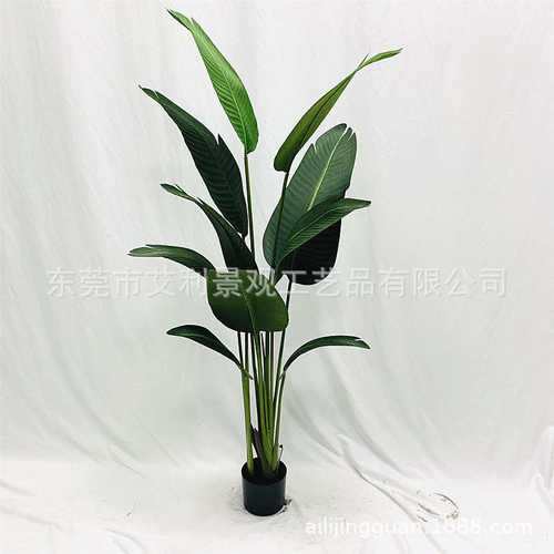 树落地蕉 植物盆栽植 旅人树绿盆景批发家居装饰假