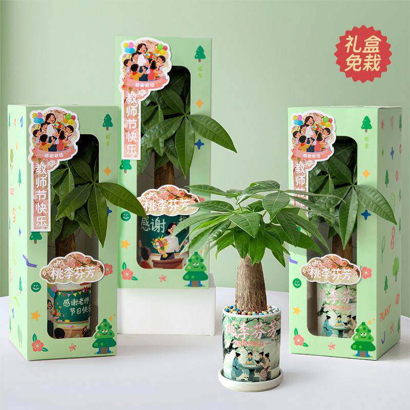 植季发财树小盆栽客厅办公室桌面绿植盆景室内桌面植物教师节礼物