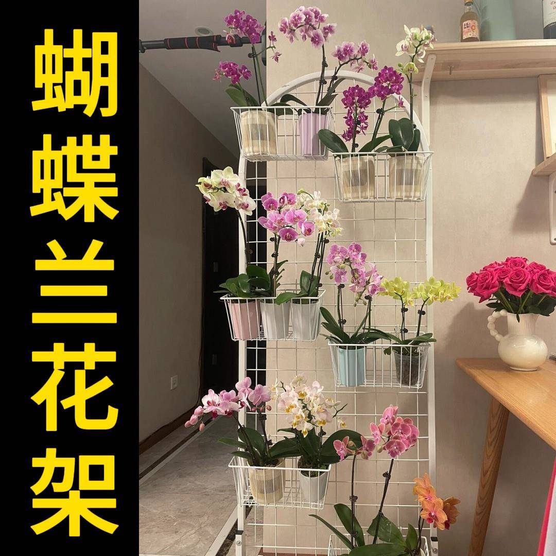 阳台花架2026新款蝴蝶兰花架适合客厅阳台可移动悬挂花盆展示架图片