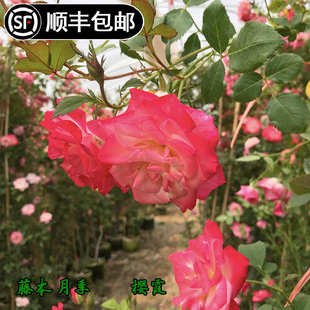 樱霞爬藤多头月季花苗多季开花抗病庭院花园盆栽藤本盆栽花卉