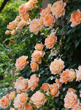 藤甜梦藤本月季花大苗盆栽阳台爬藤四季花卉植物庭院橙色蔷薇花苗