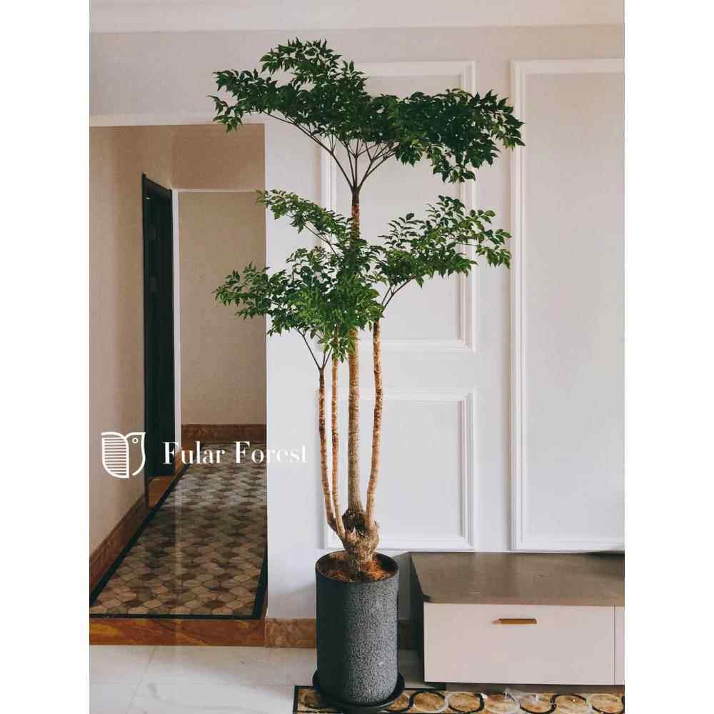 幌伞枫原生老桩大幸福树大型盆栽室内客厅绿植办公室植物庭院盆景