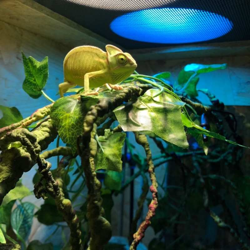 仿真树藤睫角守宫藤蔓寄居蟹树枝爬宠箱姥爷树蛙蜥蜴攀爬造景藤条