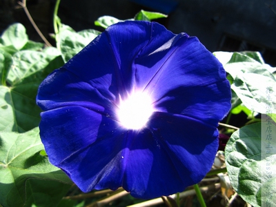 花生活盆栽爬藤庭院牵牛花