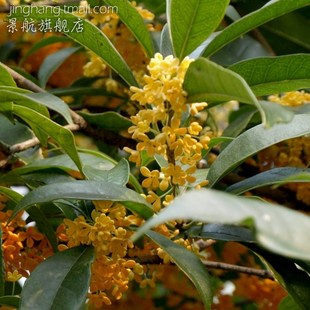 桂花树苗桂花苗桂花嫁接苗沉香桂朱砂桂盆栽地栽嫁接苗当年开花