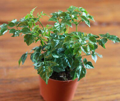 室内室外可种的小富贵,富贵树小盆栽,叶型变化多端 叶色油绿