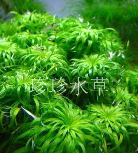 太阳草普太绿太阳自家1枝水草