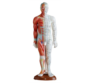 人体全身穴位模型右边带肌肉 55CM男性针灸模型 带肌肉解剖